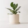 Convivial Minimal Stoneware Planter