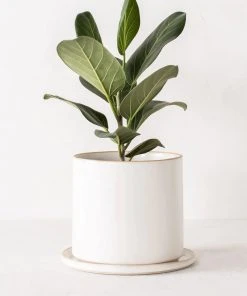 Convivial Minimal Stoneware Planter 7 Convivial Minimal Stoneware Planter