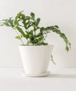 Convivial Ivory Porcelain Planter