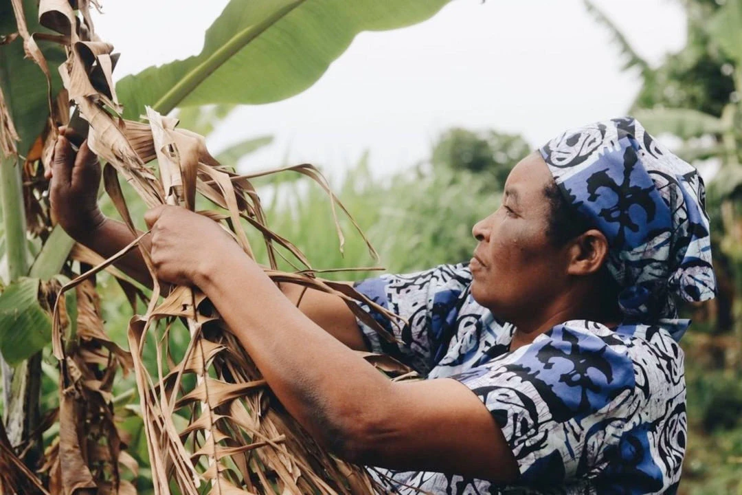 Azizi Life Parker Banana Leaf Trays Azizi Life Parker Banana Leaf Trays