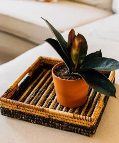 Azizi Life Parker Banana Leaf Trays 8 Azizi Life Parker Banana Leaf Trays