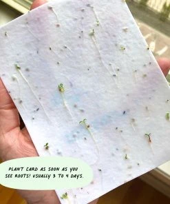 Cute Root Happy Hanukkah Plantable Watercolor Cards - 10 Pack Made In USA