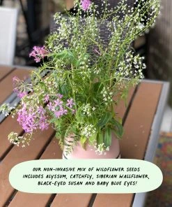 Cute Root Sympathy Variety Plantable Cards - 10 Pack