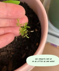 Cute Root Sympathy Variety Plantable Cards - 10 Pack