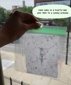 Cute Root Assorted Thank You Plantable Cards - 10 Pack Greeting Cards