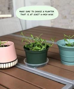 Cute Root Thanks Dots Plantable Cards - 10 Pack