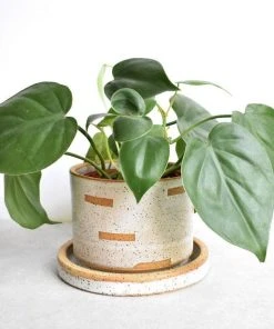 Katie Mudd Cutout Stoneware Planter Set