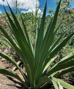 Territory Design Fique Fiber Tote Bag 6 Territory Design Fique Fiber Tote Bag