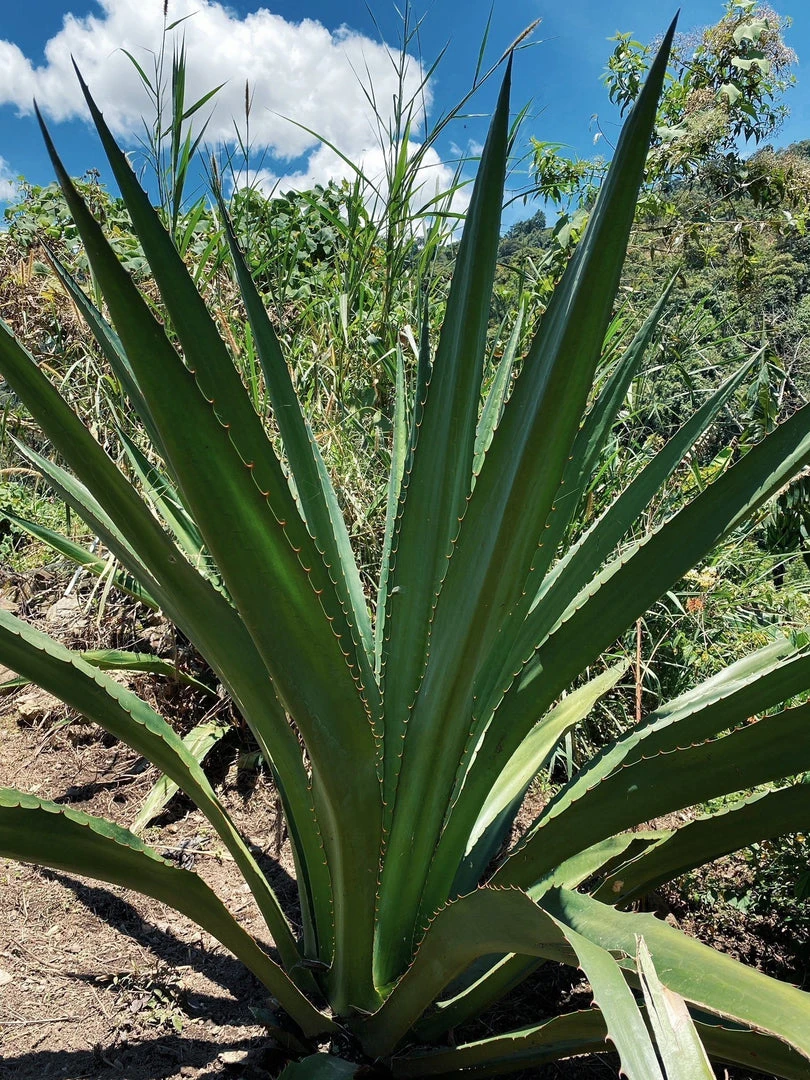 Territory Design Fique Fiber Tote Bag Territory Design Fique Fiber Tote Bag