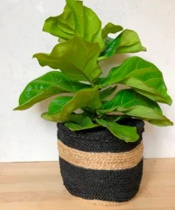 Amante Marketplace Home Goods Jute Planter 4 Amante Marketplace Home Goods Jute Planter