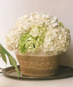 Korissa Savar Plant Bowl Set Home Goods