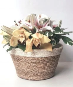 Korissa Savar Plant Bowl Set Home Goods