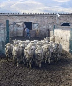 Kyrgies Men's Molded Sole High Back Wool Slippers - Navy 6 Kyrgies Men's Molded Sole High Back Wool Slippers - Navy