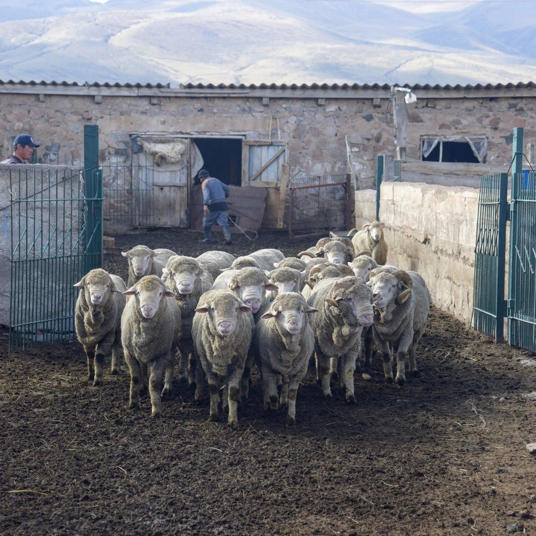 Kyrgies Women's Wool Tengries Slippers - Charcoal Kyrgies Women's Wool Tengries Slippers - Charcoal