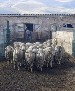 Kyrgies Men's Molded Sole Low Back Wool Slippers - Charcoal 7 Kyrgies Men's Molded Sole Low Back Wool Slippers - Charcoal