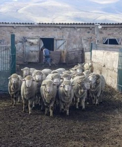 Kyrgies Men's Classic Sole Low Back Wool Slippers - Plum Best Sellers