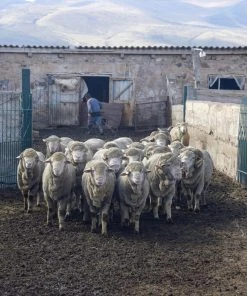 Kyrgies Best Sellers Women's Natural Sole Low Back Wool Slippers - Gray 7 Kyrgies Best Sellers Women's Natural Sole Low Back Wool Slippers - Gray