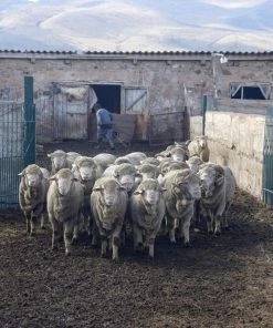 Kyrgies Handcrafted Women's Walkabout Wool Lace-Up Slippers